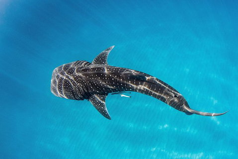VIP Luxury Chartered Escapes, Exploring The Reef At Your Own Pace - 2032 Olympic Games 18