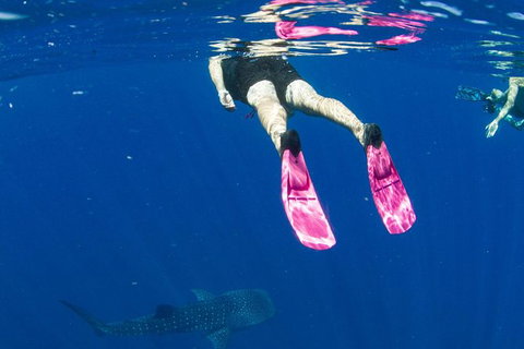 VIP Luxury Chartered Escapes, Exploring The Reef At Your Own Pace - 2032 Olympic Games 49