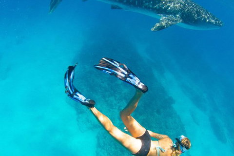 VIP Luxury Chartered Escapes, Exploring The Reef At Your Own Pace - 2032 Olympic Games 26