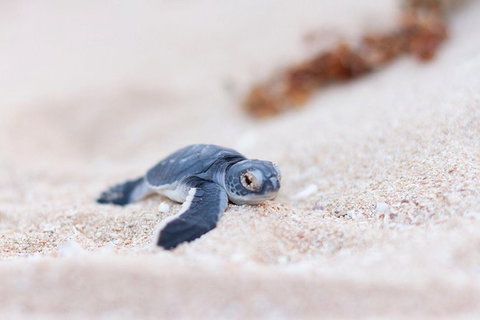 VIP Luxury Chartered Escapes, Exploring The Reef At Your Own Pace - 2032 Olympic Games 6