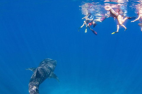VIP Luxury Chartered Escapes, Exploring The Reef At Your Own Pace - 2032 Olympic Games 22