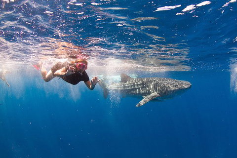 VIP Luxury Chartered Escapes, Exploring The Reef At Your Own Pace - 2032 Olympic Games 8