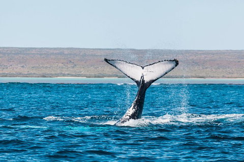 VIP Luxury Chartered Escapes, Exploring The Reef At Your Own Pace - 2032 Olympic Games 12