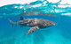 VIP Luxury Chartered Escapes, Exploring The Reef At Your Own Pace - thumb 15