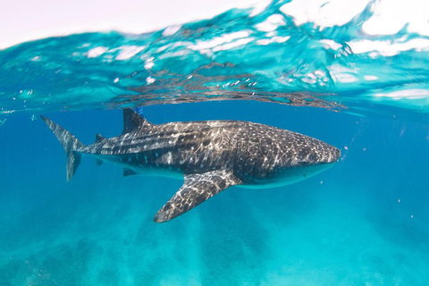 VIP Luxury Chartered Escapes, Exploring The Reef At Your Own Pace - 2032 Olympic Games 15