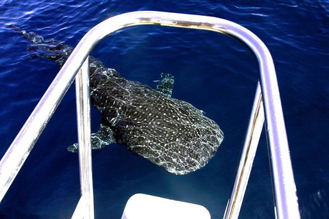 VIP Luxury Chartered Escapes, Exploring The Reef At Your Own Pace - 2032 Olympic Games 11