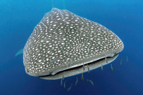 VIP Luxury Chartered Escapes, Exploring The Reef At Your Own Pace - 2032 Olympic Games 46
