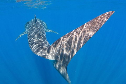 VIP Luxury Chartered Escapes, Exploring The Reef At Your Own Pace - 2032 Olympic Games 37