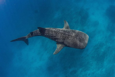 VIP Luxury Chartered Escapes, Exploring The Reef At Your Own Pace - 2032 Olympic Games 34
