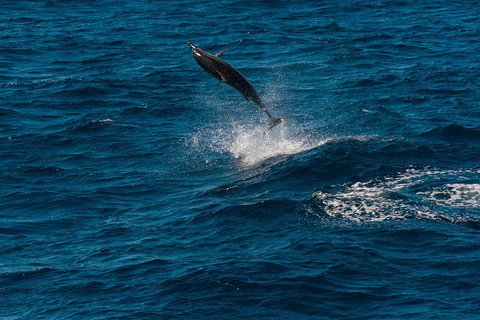 VIP Luxury Chartered Escapes, Exploring The Reef At Your Own Pace - 2032 Olympic Games 42