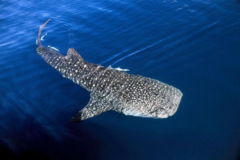 VIP Luxury Chartered Escapes, Exploring The Reef At Your Own Pace - 2032 Olympic Games 30