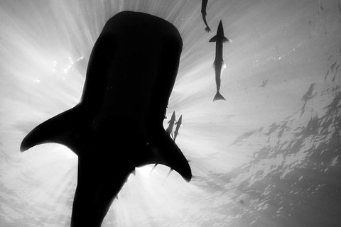 VIP Luxury Chartered Escapes, Exploring The Reef At Your Own Pace - 2032 Olympic Games 16