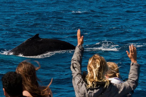 VIP Luxury Chartered Escapes, Exploring The Reef At Your Own Pace - 2032 Olympic Games 21