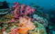 VIP Luxury Chartered Escapes, Exploring The Reef At Your Own Pace - thumb 33