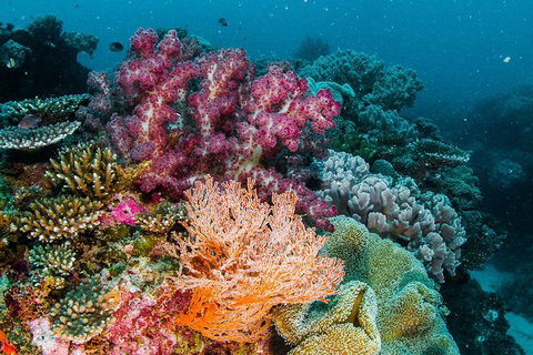 VIP Luxury Chartered Escapes, Exploring The Reef At Your Own Pace - 2032 Olympic Games 33