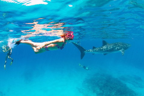 VIP Luxury Chartered Escapes, Exploring The Reef At Your Own Pace - 2032 Olympic Games 35