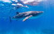 VIP Luxury Chartered Escapes, Exploring The Reef At Your Own Pace - thumb 9