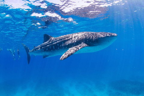 VIP Luxury Chartered Escapes, Exploring The Reef At Your Own Pace - 2032 Olympic Games 9