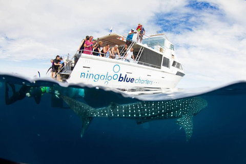 VIP Luxury Chartered Escapes, Exploring The Reef At Your Own Pace - 2032 Olympic Games 2