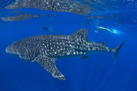 VIP Luxury Chartered Escapes, Exploring The Reef At Your Own Pace - 2032 Olympic Games 31
