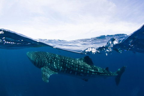 VIP Luxury Chartered Escapes, Exploring The Reef At Your Own Pace - 2032 Olympic Games 51