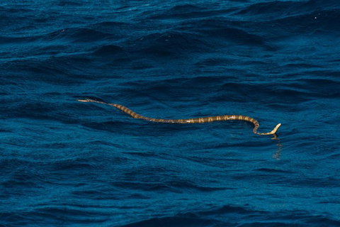 VIP Luxury Chartered Escapes, Exploring The Reef At Your Own Pace - 2032 Olympic Games 23