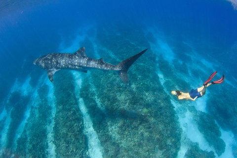 VIP Luxury Chartered Escapes, Exploring The Reef At Your Own Pace - 2032 Olympic Games 47