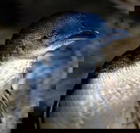 Bonnet Island Experience departing from Strahan - 2032 Olympic Games