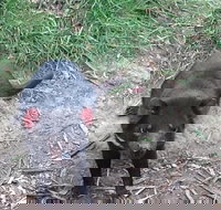 South East Food Sightseeing Private Tour with the Tasmanian Devil Unzoo - 2032 Olympic Games