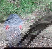 Private Bonorong Wildlife Sanctuary and Richmond 5 Hour Trip from Hobart - 2032 Olympic Games