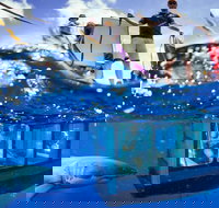 White Shark Tour with Optional Cage Dive from Port Lincoln - 2032 Olympic Games