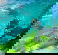 Half-Day Sea Lion Snorkeling Tour from Port Lincoln - 2032 Olympic Games