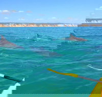 Half-Day Kayak with Dolphins and 4WD Beach Drive from Rainbow Beach - 2032 Olympic Games