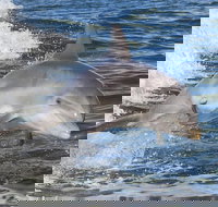 Noosa Oceanrider Scenic Dolphin Safari - 2032 Olympic Games