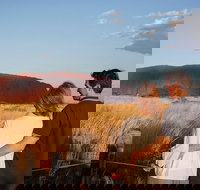 Uluru Ayers Rock Sunset with Outback Barbecue Dinner and Star Tour - 2032 Olympic Games