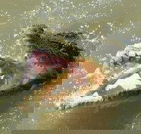 Darwin Jumping Crocodiles Cruise on Adelaide River - 2032 Olympic Games