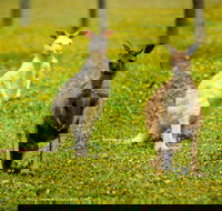 Bordertown Wildlife Park - 2032 Olympic Games