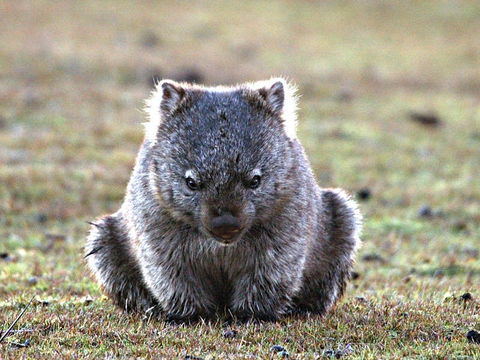 Greens Beach - 2032 Olympic Games 2