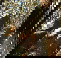 Gulaga National Park - 2032 Olympic Games