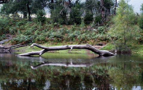 Kayaking Upper Tuross River And Bumbo Lake - 2032 Olympic Games 0