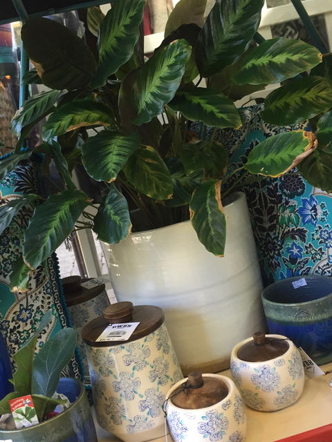 Noreen's Seaside Shop - 2032 Olympic Games 0