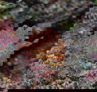 Pelorus and Orpheus Islands - 2032 Olympic Games