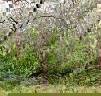 Scutts Hut Trail - 2032 Olympic Games