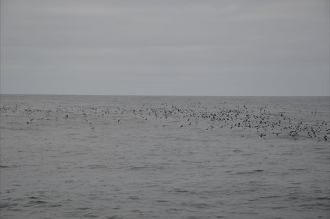 Settlement Point Viewing Platform - 2032 Olympic Games 1