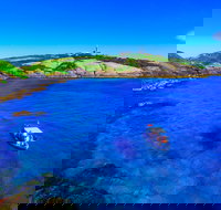 Snorkelling Montague Island - 2032 Olympic Games