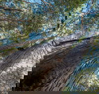 Wallumatta Nature Reserve - 2032 Olympic Games