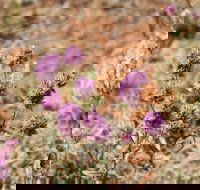 Walpa Gorge walk - 2032 Olympic Games