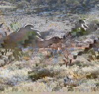 Canning Stock Route - 2032 Olympic Games