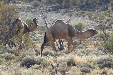 Canning Stock Route - 2032 Olympic Games 0