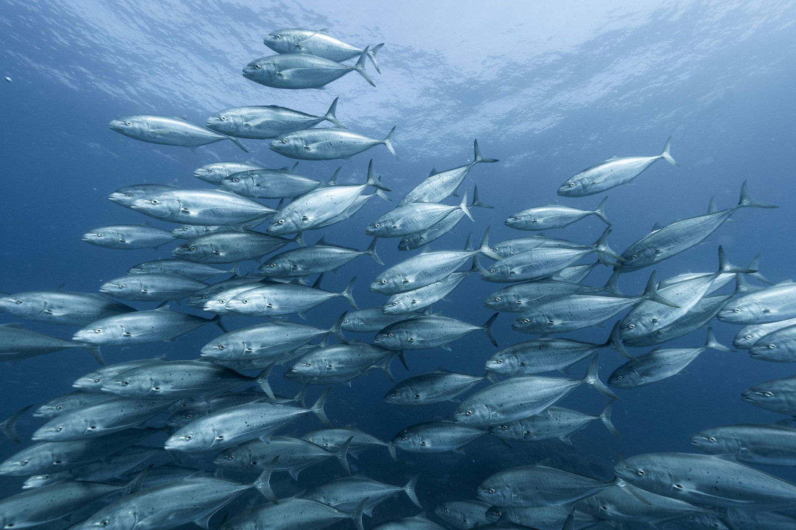 The Keppels QLD 2032 Olympic Games